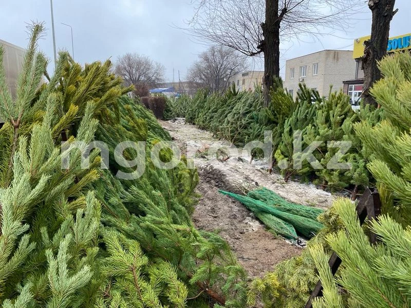 Живые сосны и ели начали продавать в Уральске