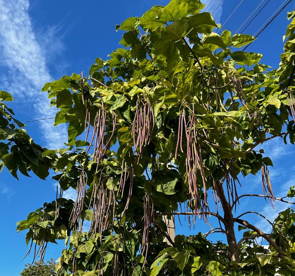 Теплая погода без осадков ожидается в ЗКО 8 октября