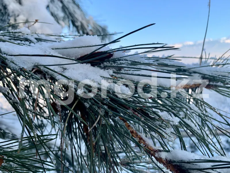 До -24: уральцев ожидает резкое похолодание