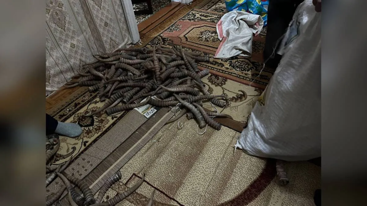 Четыре года собирал мужчина сайгачьи рога в степи ЗКО