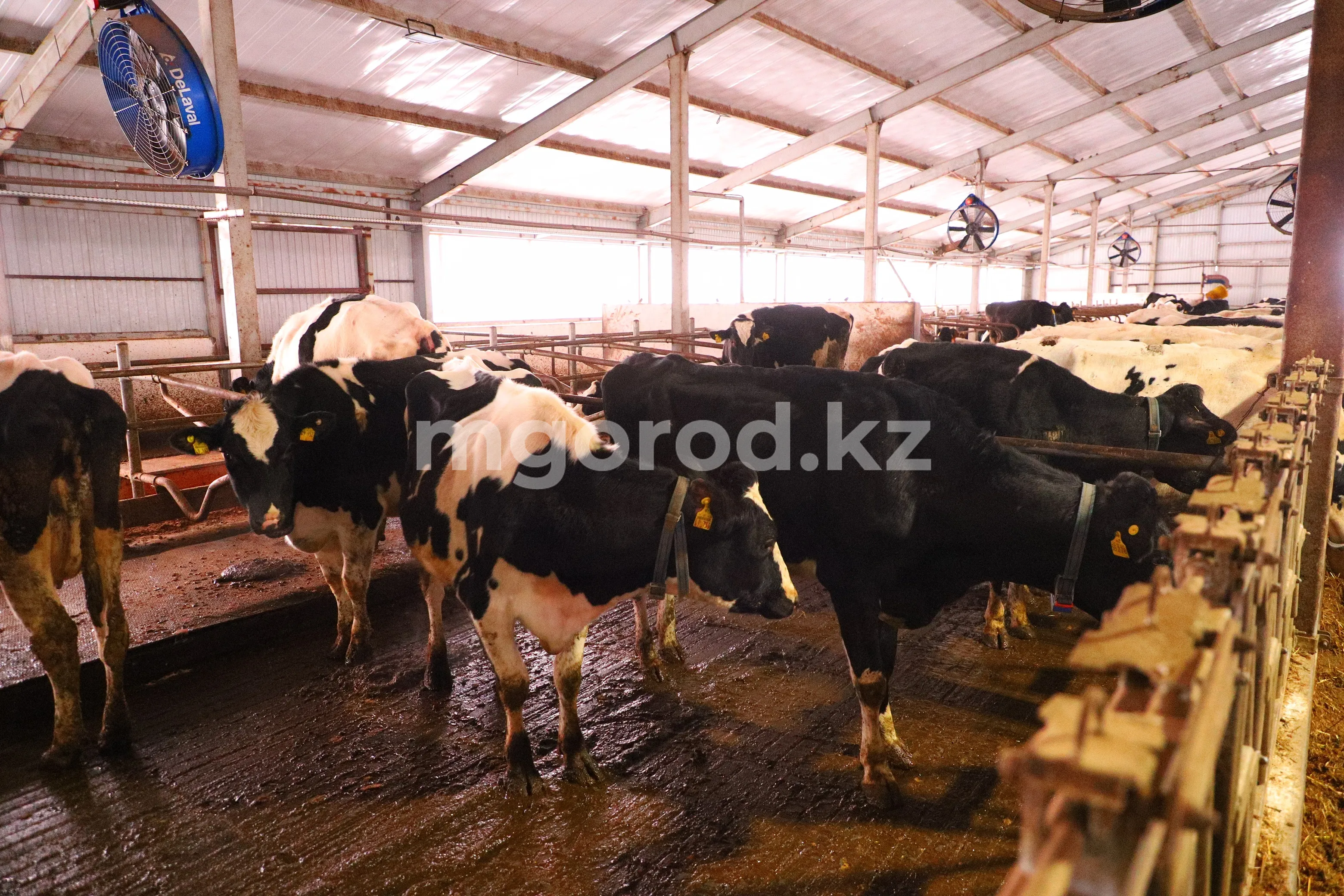 В ЗКО планируют открыть завод по переработке молока