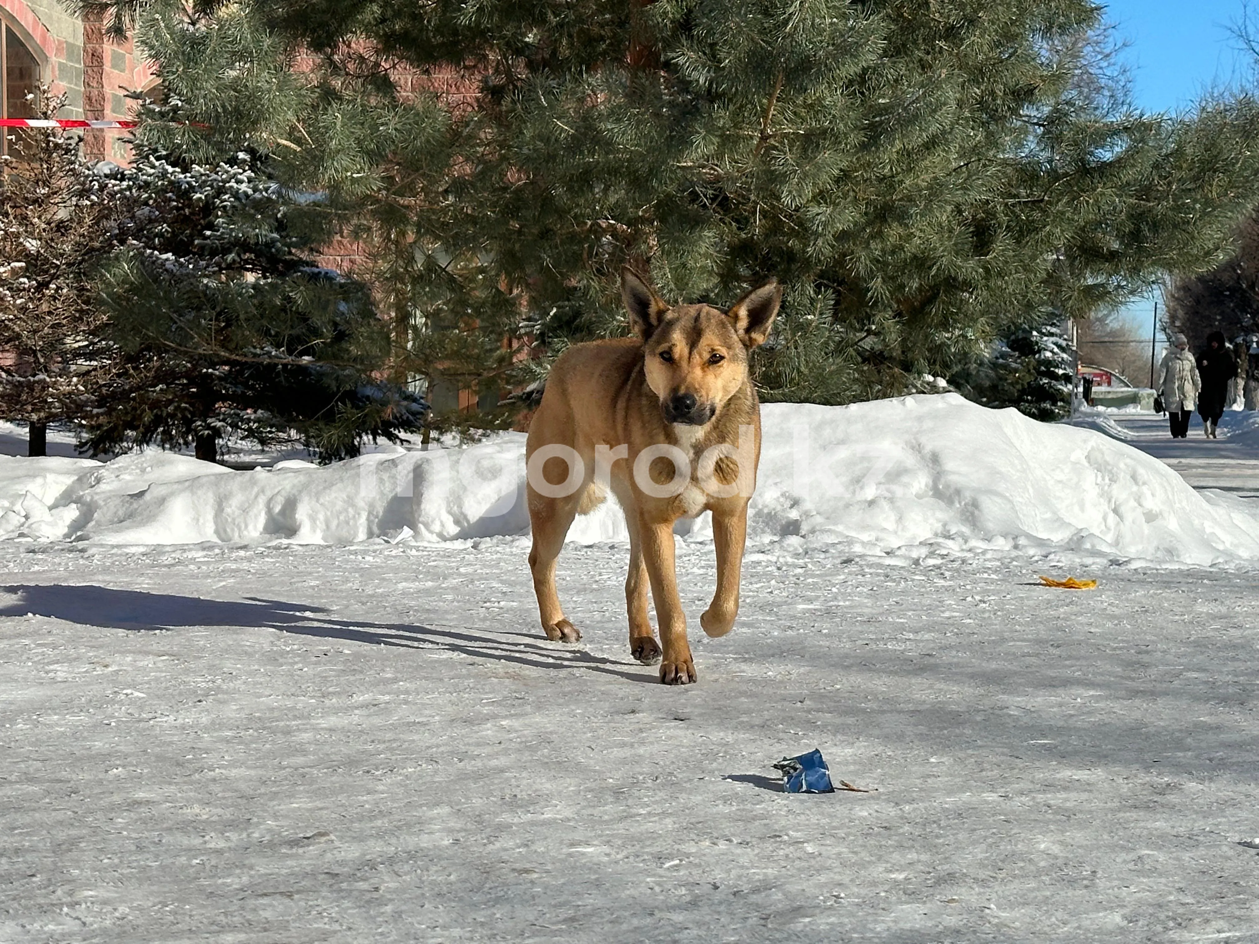 Свыше 20 тысяч бродячих собак и кошек выловили в Актюбинской области