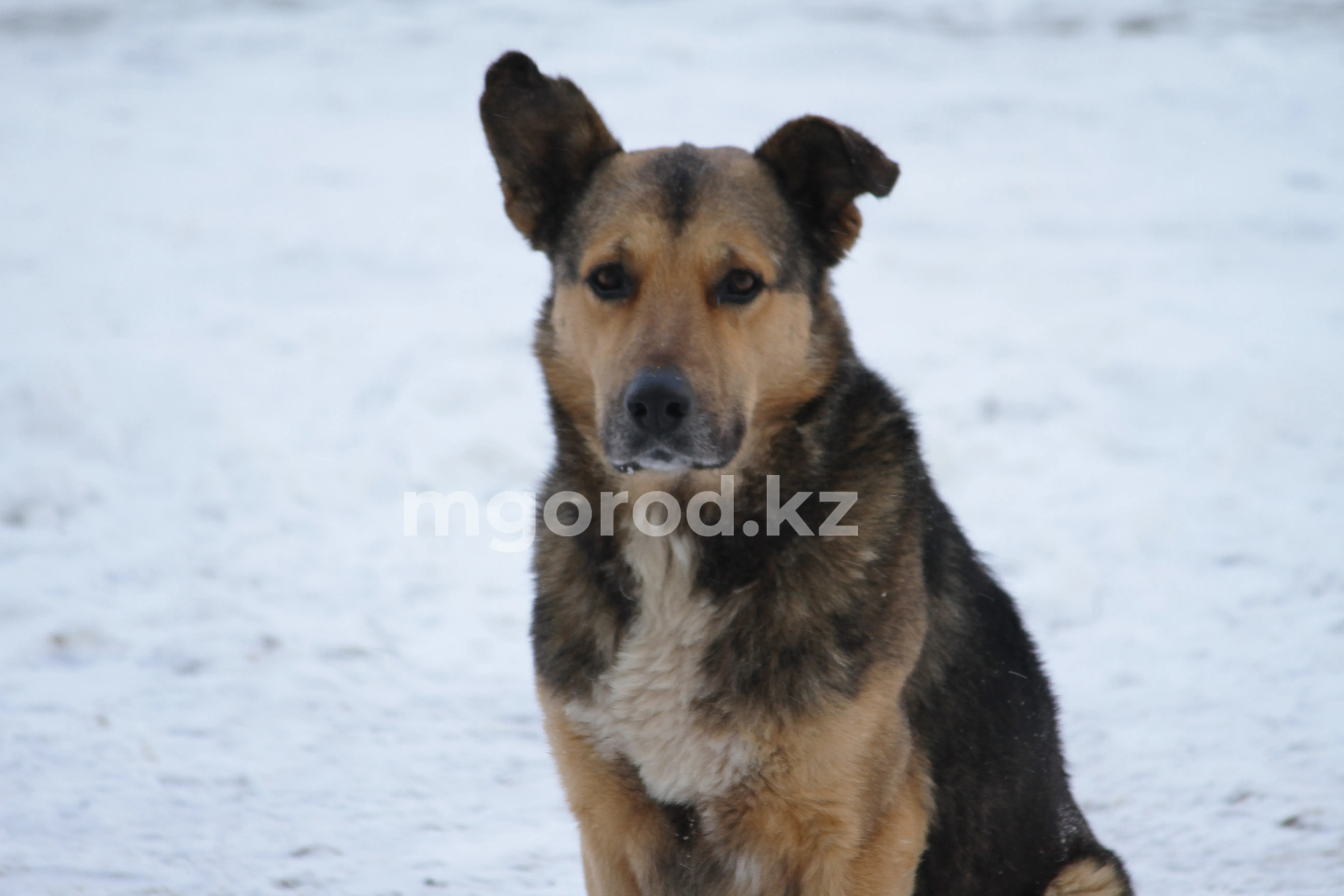 Уральцы не дают отлавливать агрессивных бездомных собак