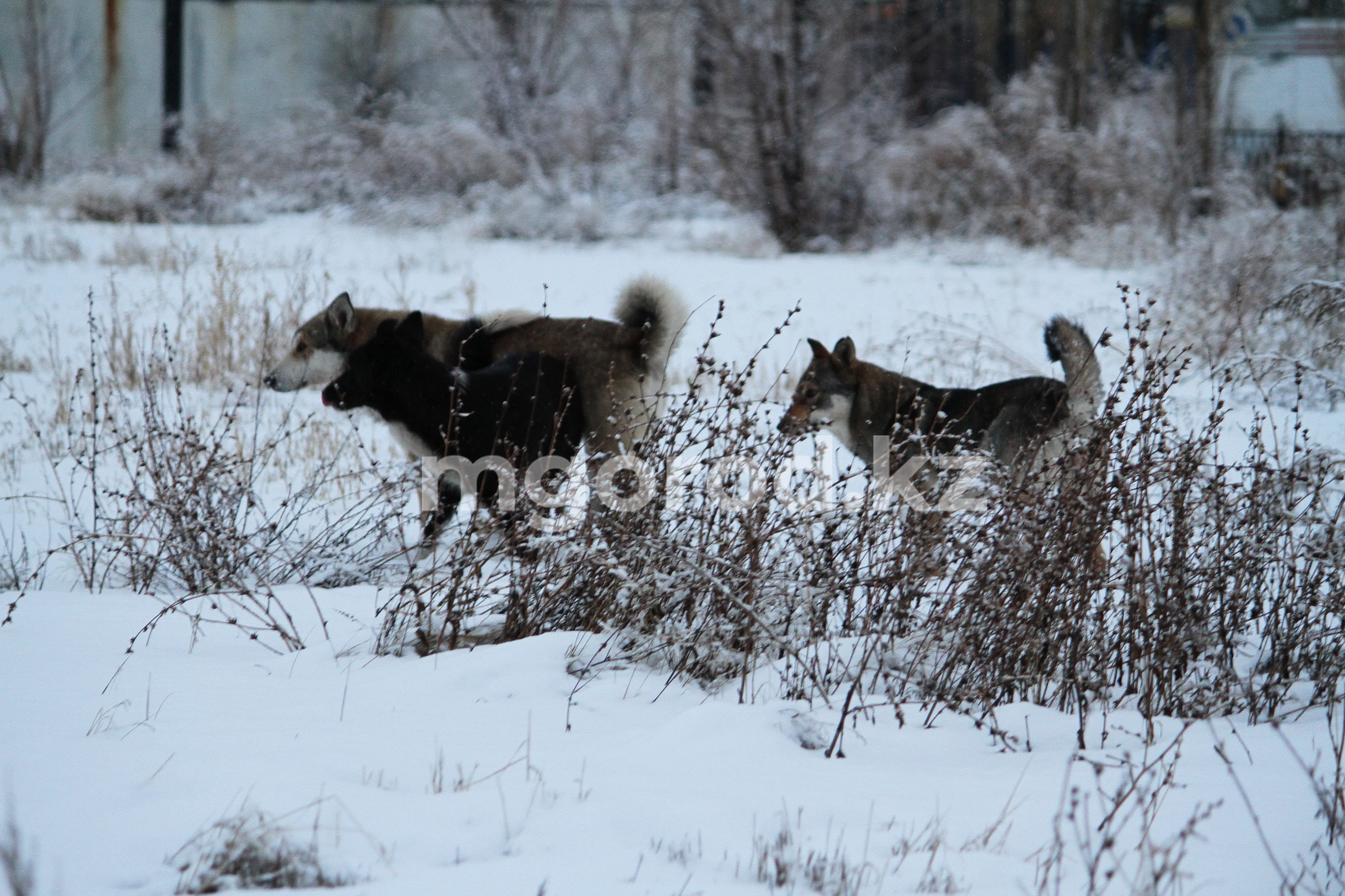 На массовую гибель собак в микрорайонах Уральска пожаловались волонтеры