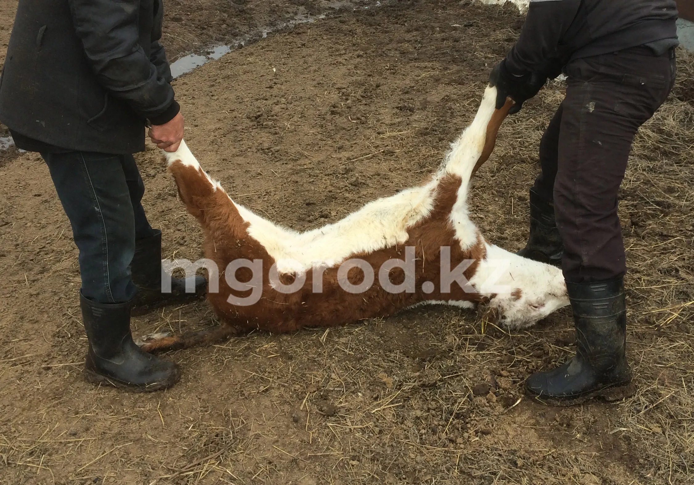 Более четырех тысяч голов КРС сдано на убой из-за бруцеллеза в ЗКО