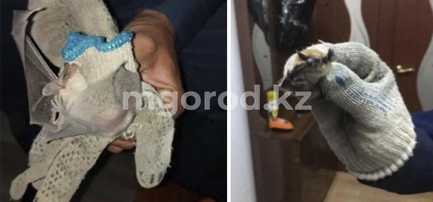 Летучих мышей обнаружили в детском саду Атырау