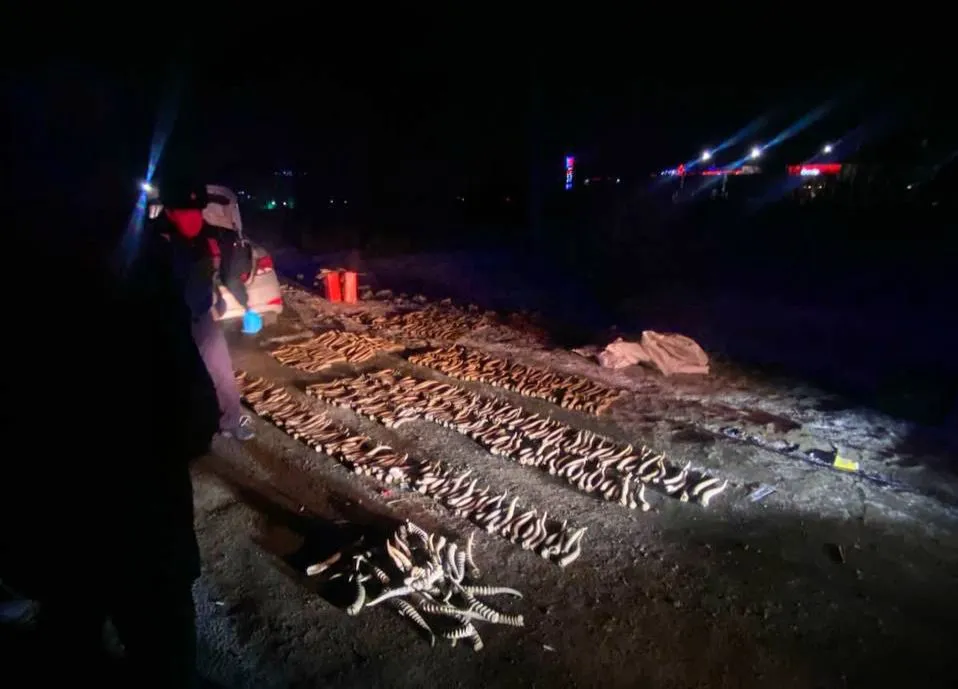 В Уральске 600 рогов сайги нашли в машине жителя Атырау