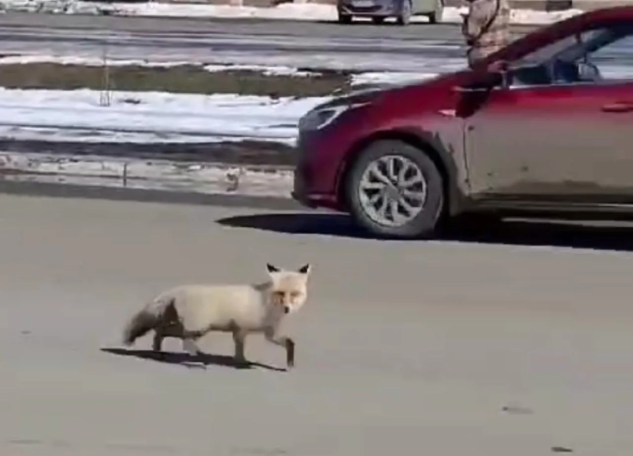 Перебегающую дорогу лису сняли на видео в Уральске