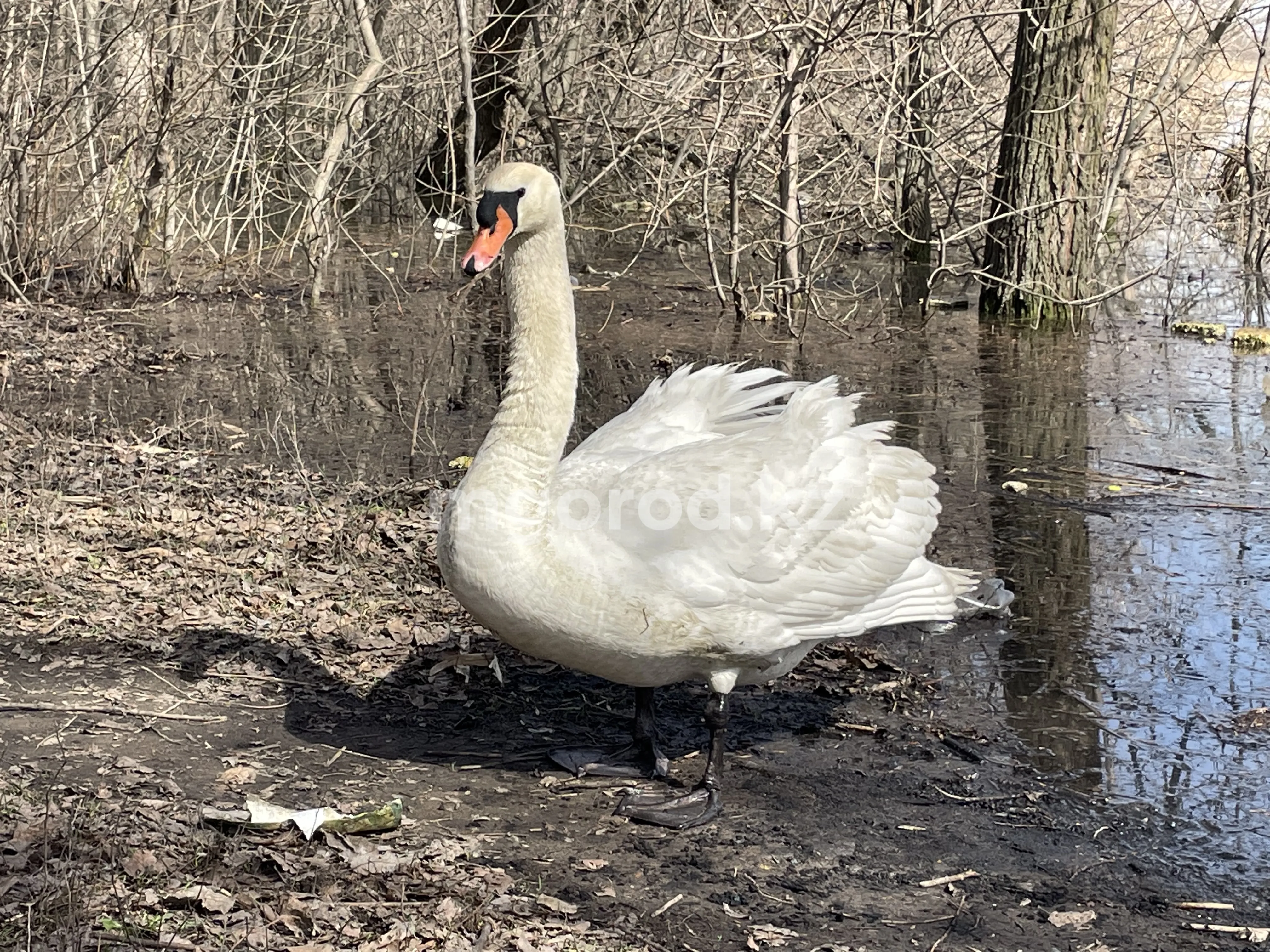 Лебедем на пруду в центре города любуются уральцы