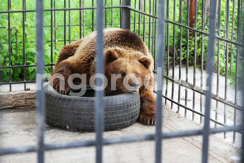 Эвакуация животных началась в детском зоопарке Уральска