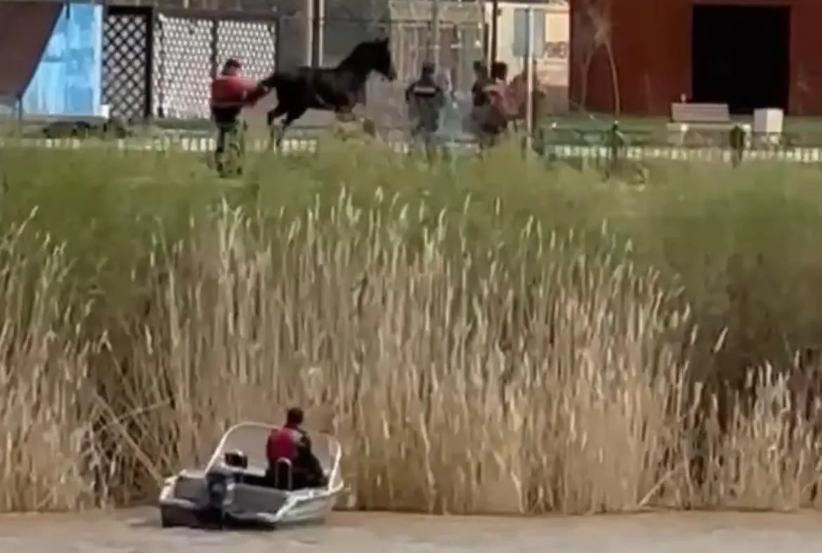 Тонущую в реке лошадь спасли в Атырау