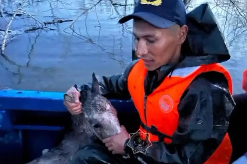 Тонущих лошадей спасли в ЗКО
