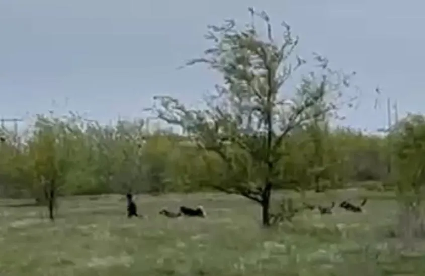 Нападение бродячих собак на ребенка сняли на видео в Уральске