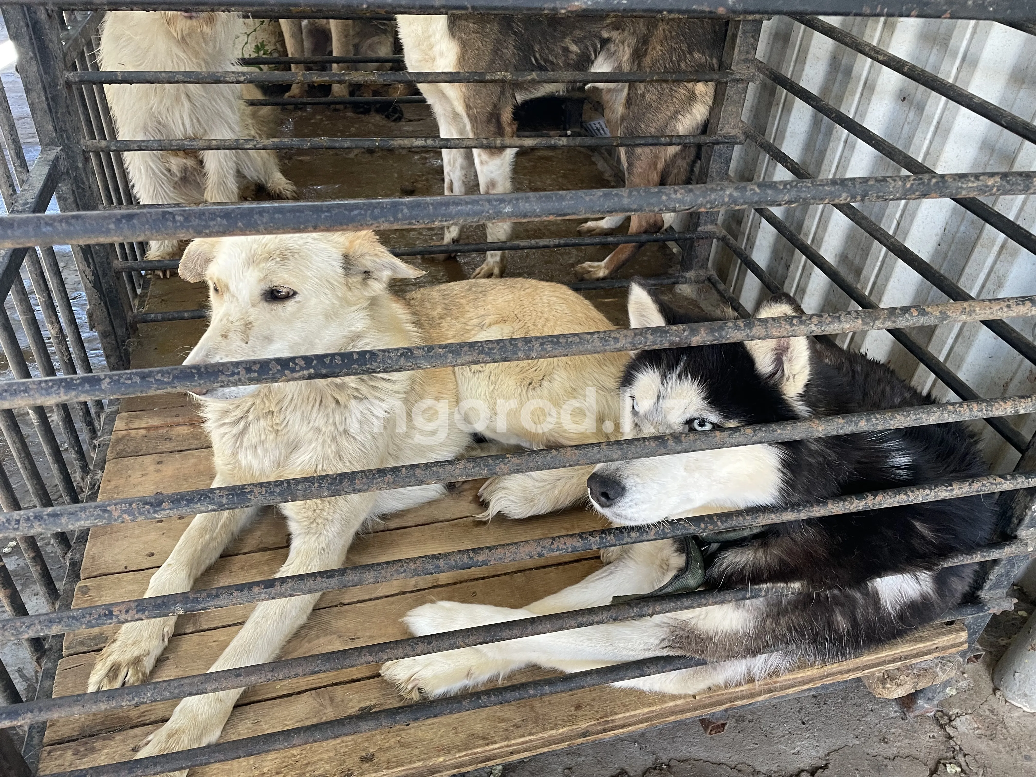 180 собак спасли во время паводка в Уральске