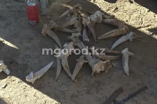 12 рогов сайгаков нашли у жителя Уральска