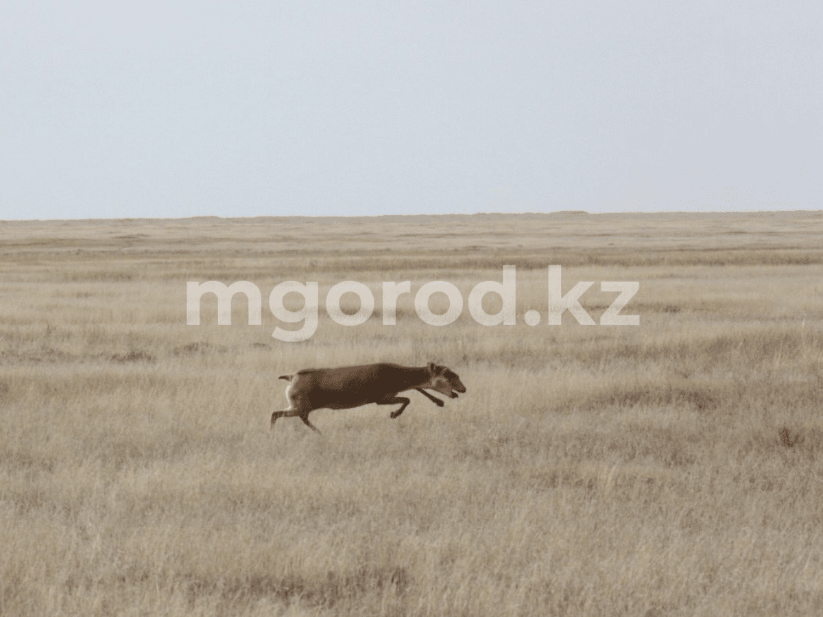 Сколько сайгаков обитают на территории ЗКО