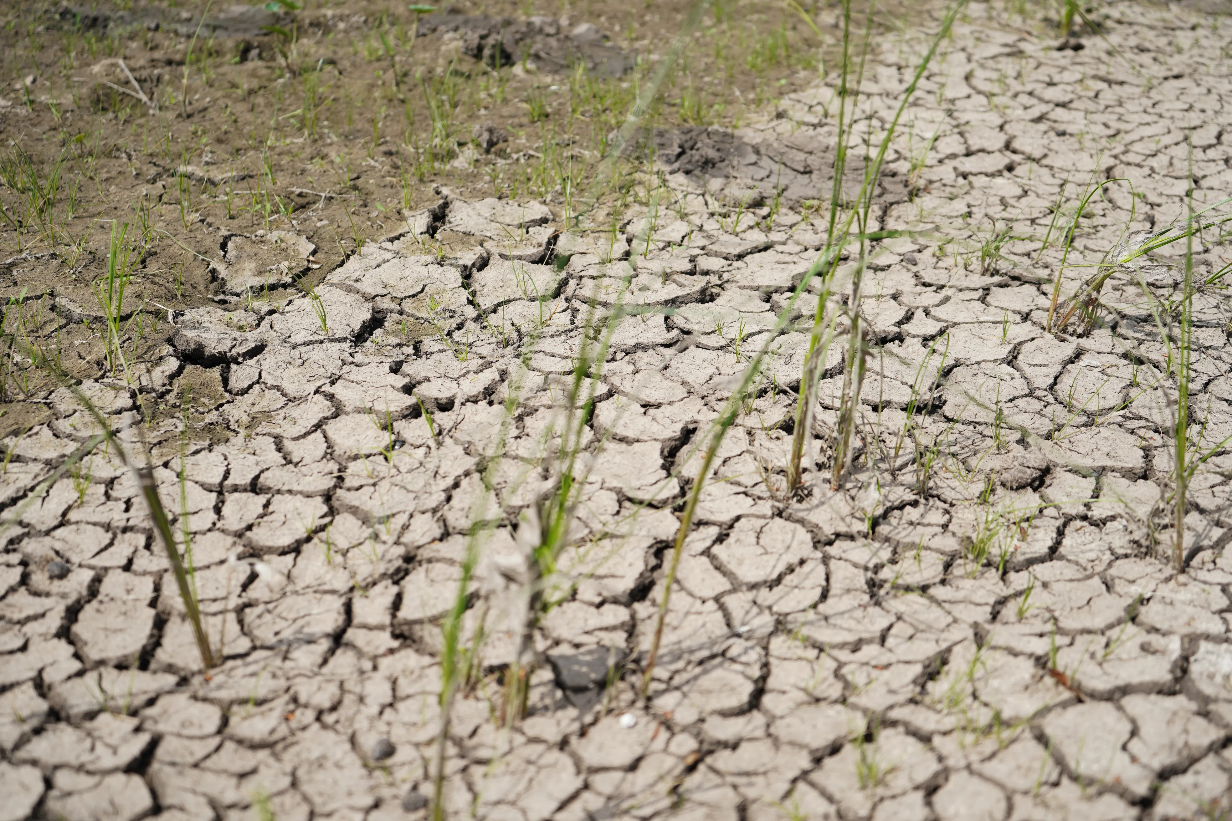 Почти пять тысяч гектаров зерновых посевов пострадали во время паводка в ЗКО