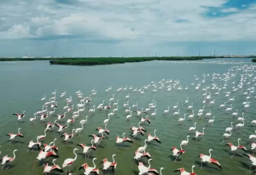 Птицы занесенные в красную книгу прилетели к сточным водам в Атырау