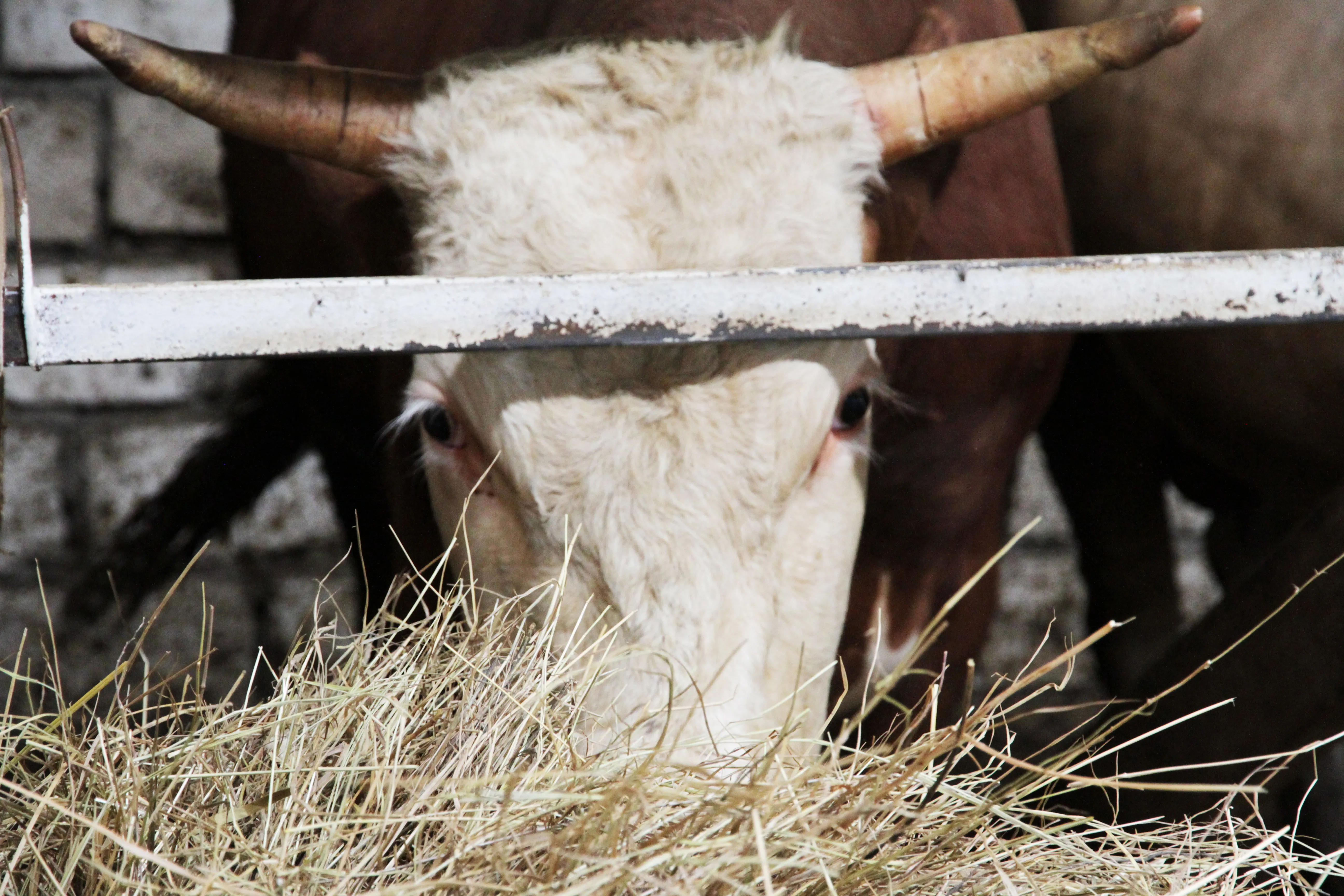 На 28 млрд тенге реализуют проекты в районе ЗКО