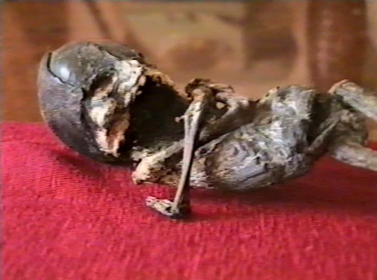 В российском лесу на Урале обнаружили таинственное существо (видео)