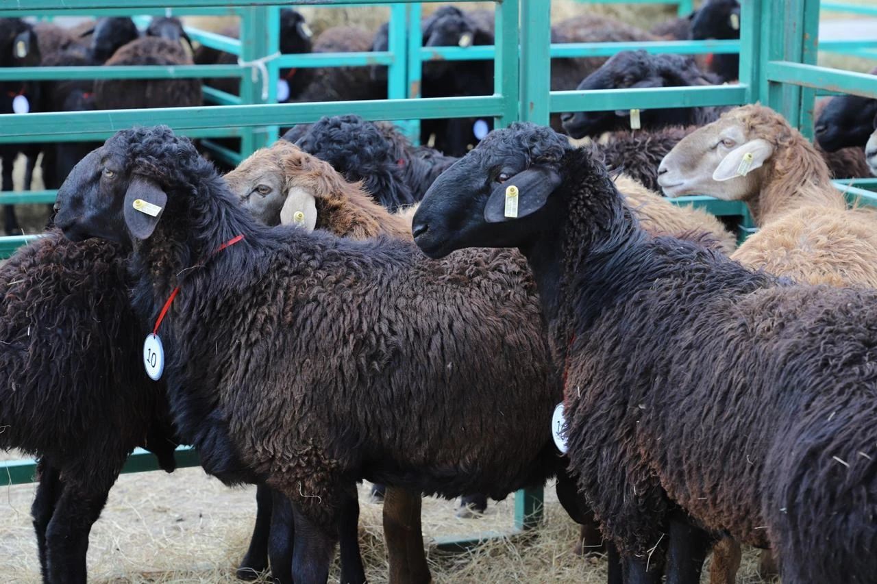 В Уральске прошел первый международный фестиваль «AUYL FEST. Овцеводство-2025»