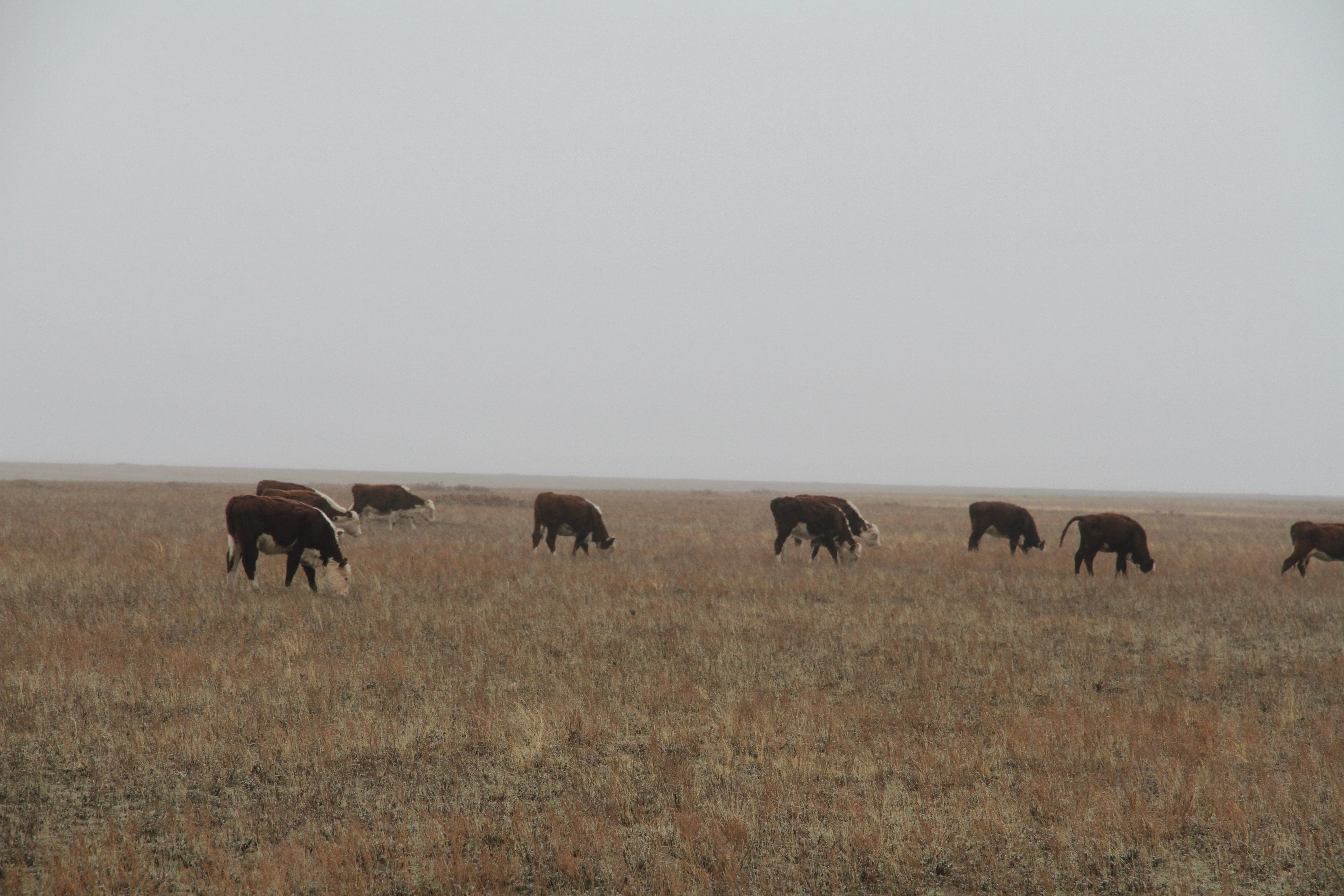 Сибирскую язву обнаружили у павшей коровы на рынке в Атырау