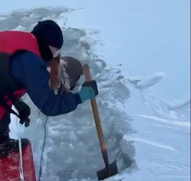 Спасатели три часа рубили лед, чтобы спасти лошадь в Актобе
