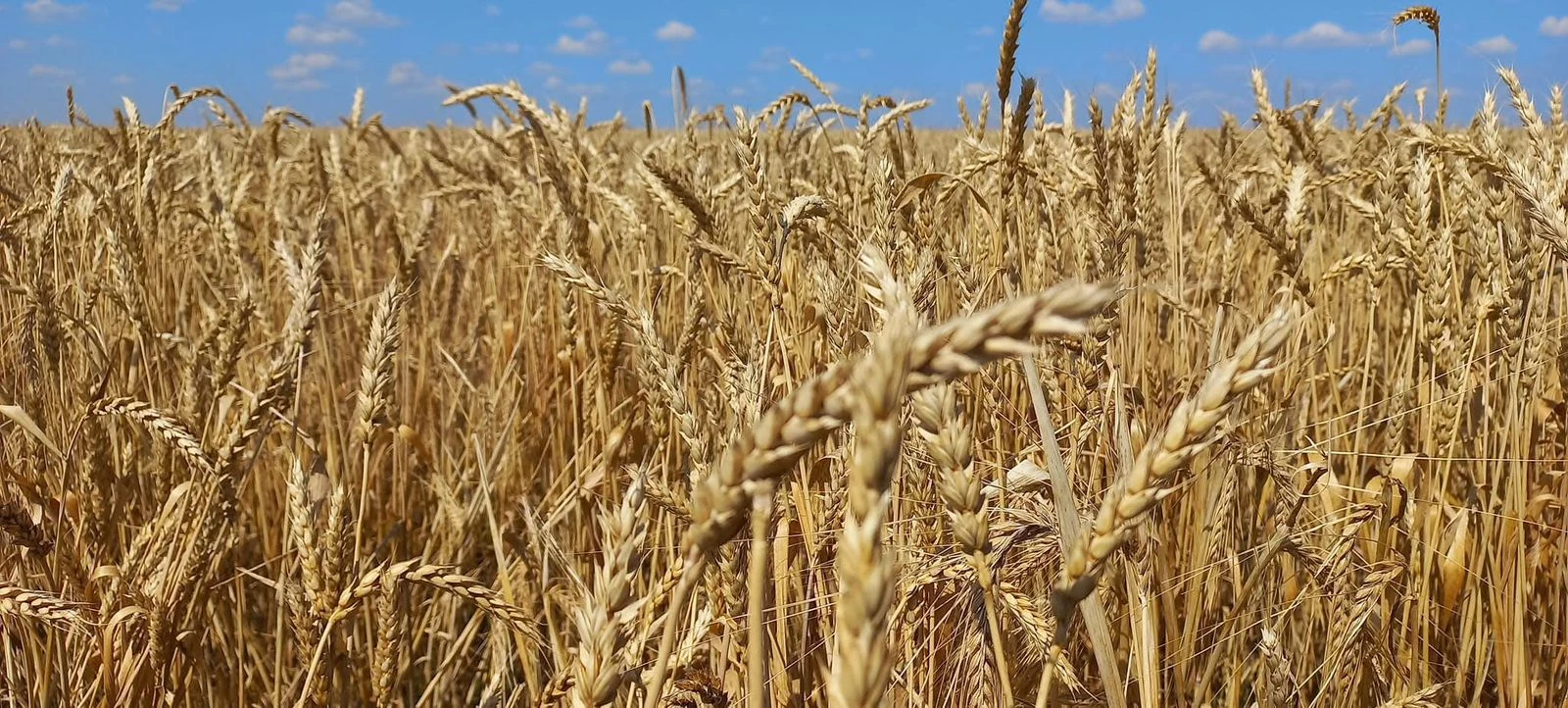 Қазақстанда дихандар 5,9 млн тонна астық жинады