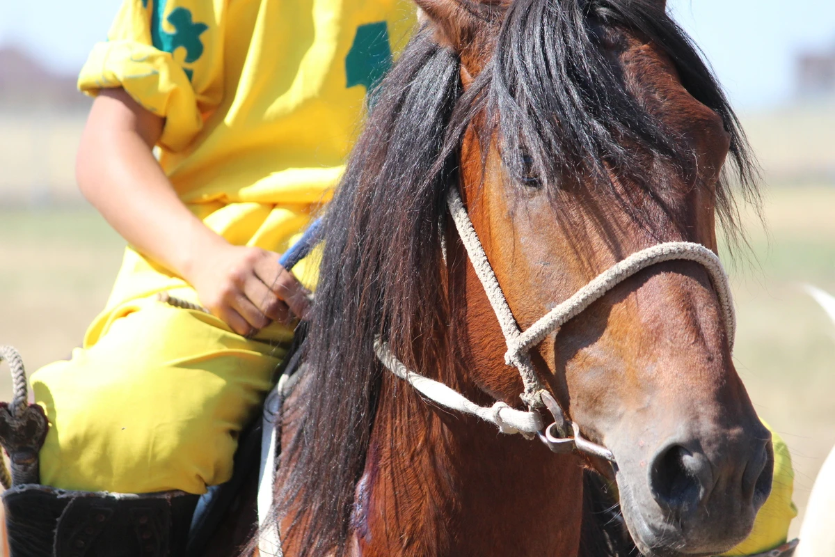 Оралда «Жайық жүйрігі-2025» бәйгесі өтпек