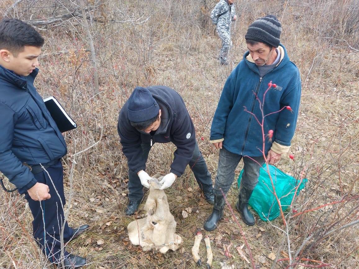 Елікті заңсыз аулаған БҚО-ның тұрғыны ұсталды