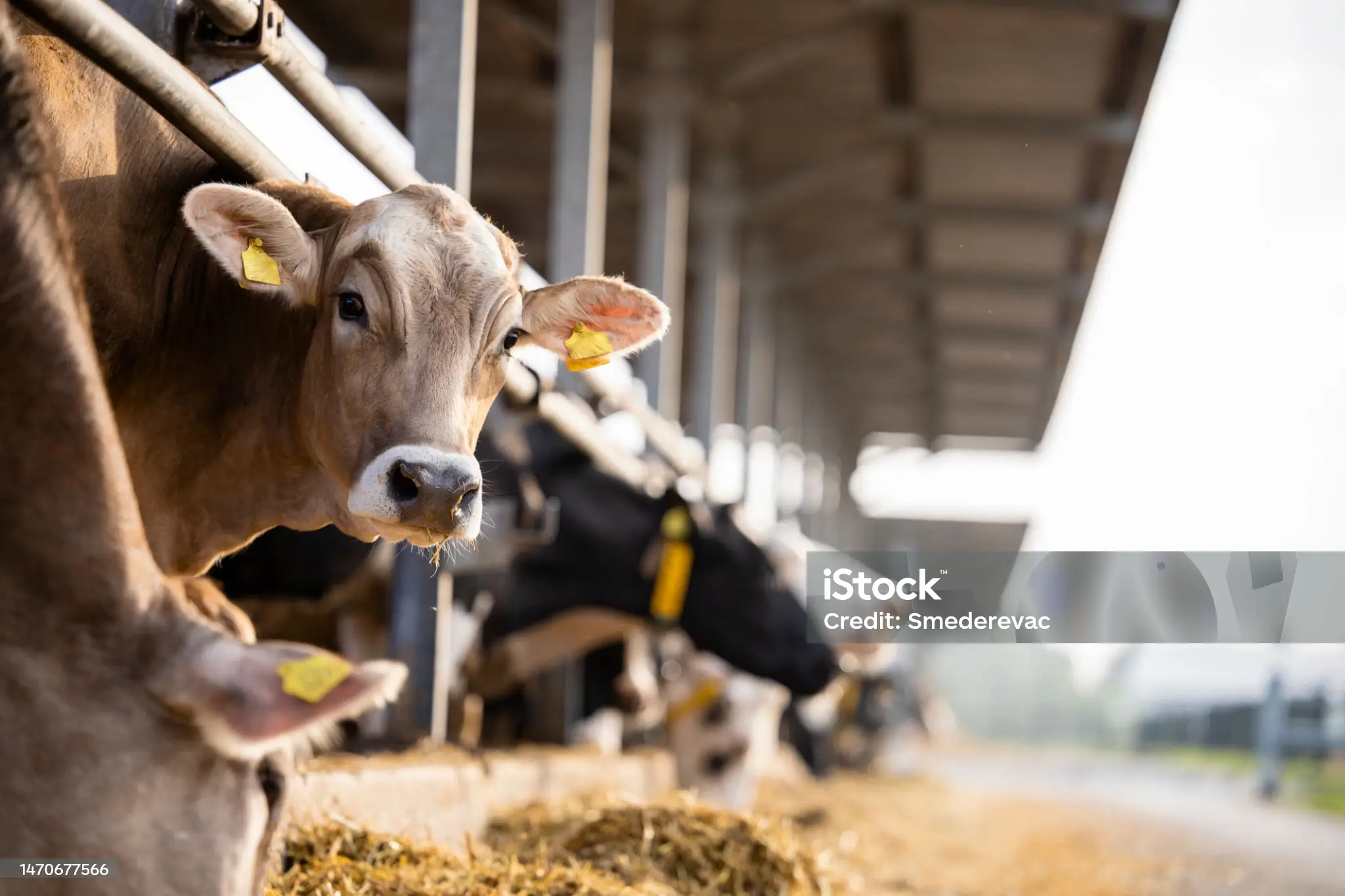 В Актюбинской области водная инспекция незаконно штрафовала фермеров