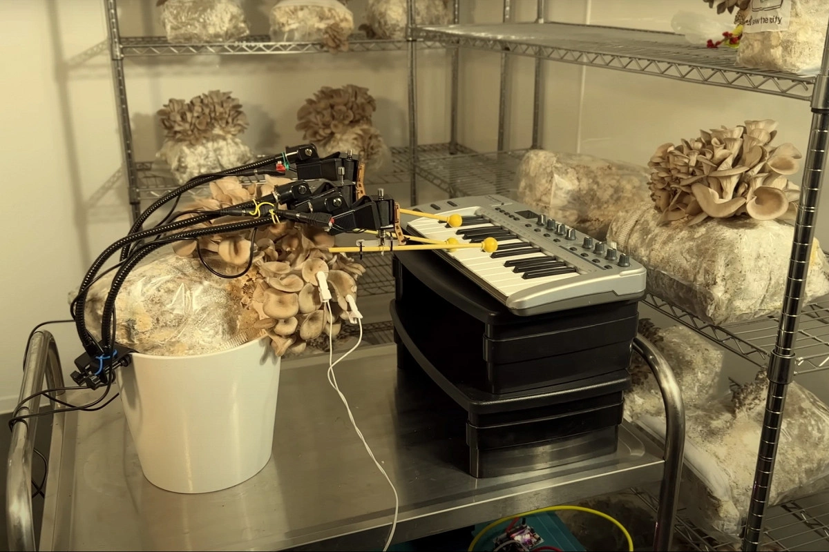 Музыкальный коллектив из Манчестера «научил» грибы играть на пианино