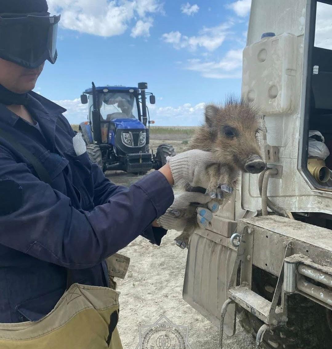 Детеныша дикого кабана спасли от пожара в Атырау