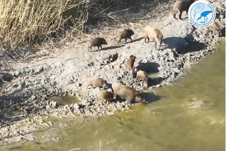 Семьи кабанов вернулись в сгоревший природный резерват в Атырау