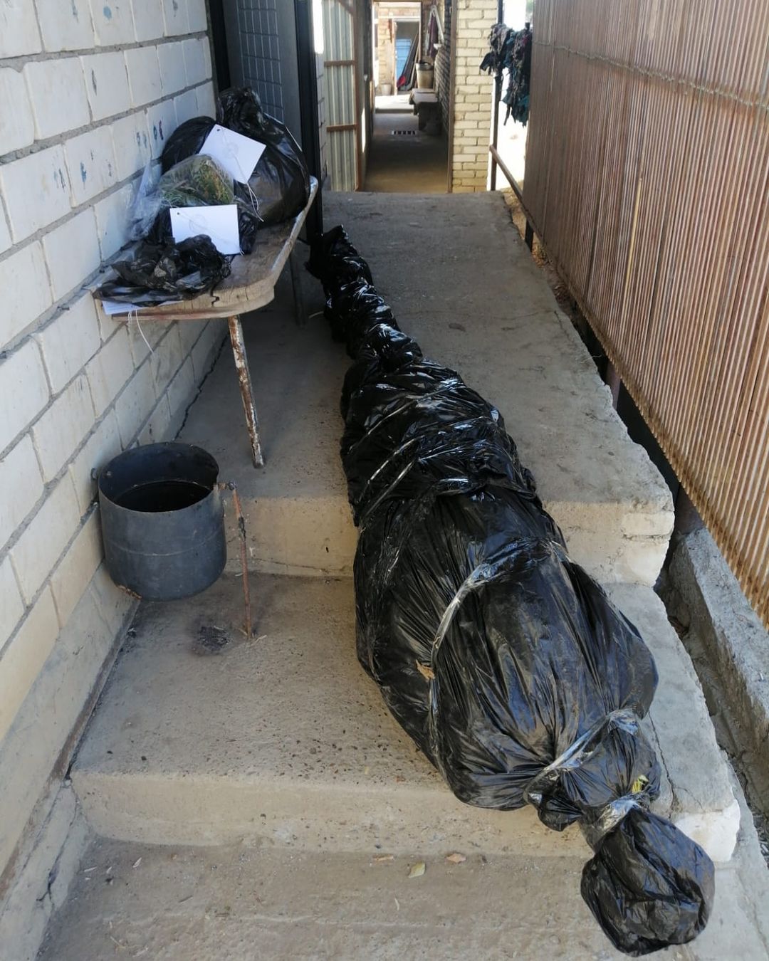 Кусты конопли высотой в 2,5 метра вырастил житель ЗКО