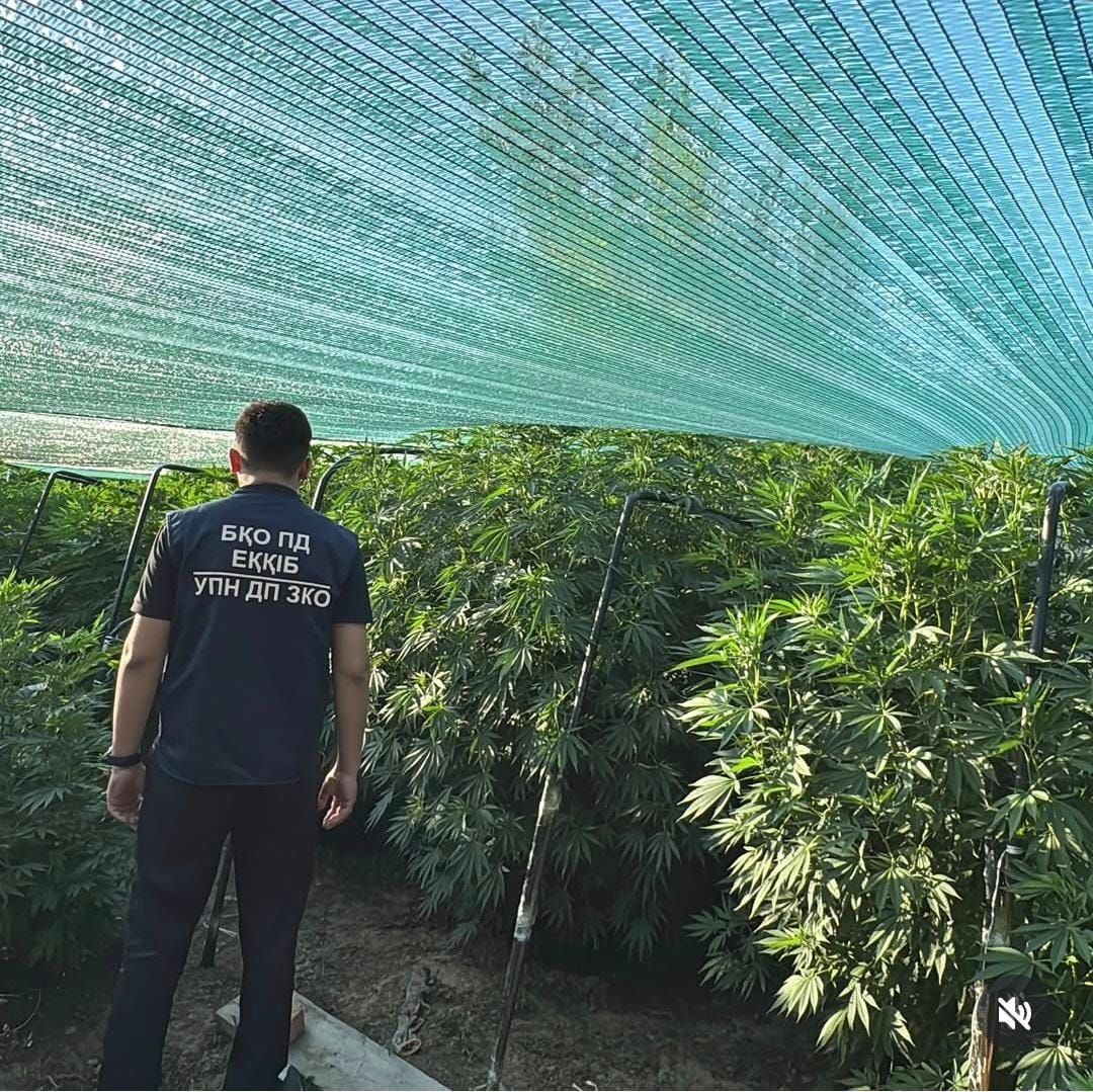 Настоящую плантацию конопли организовал житель ЗКО