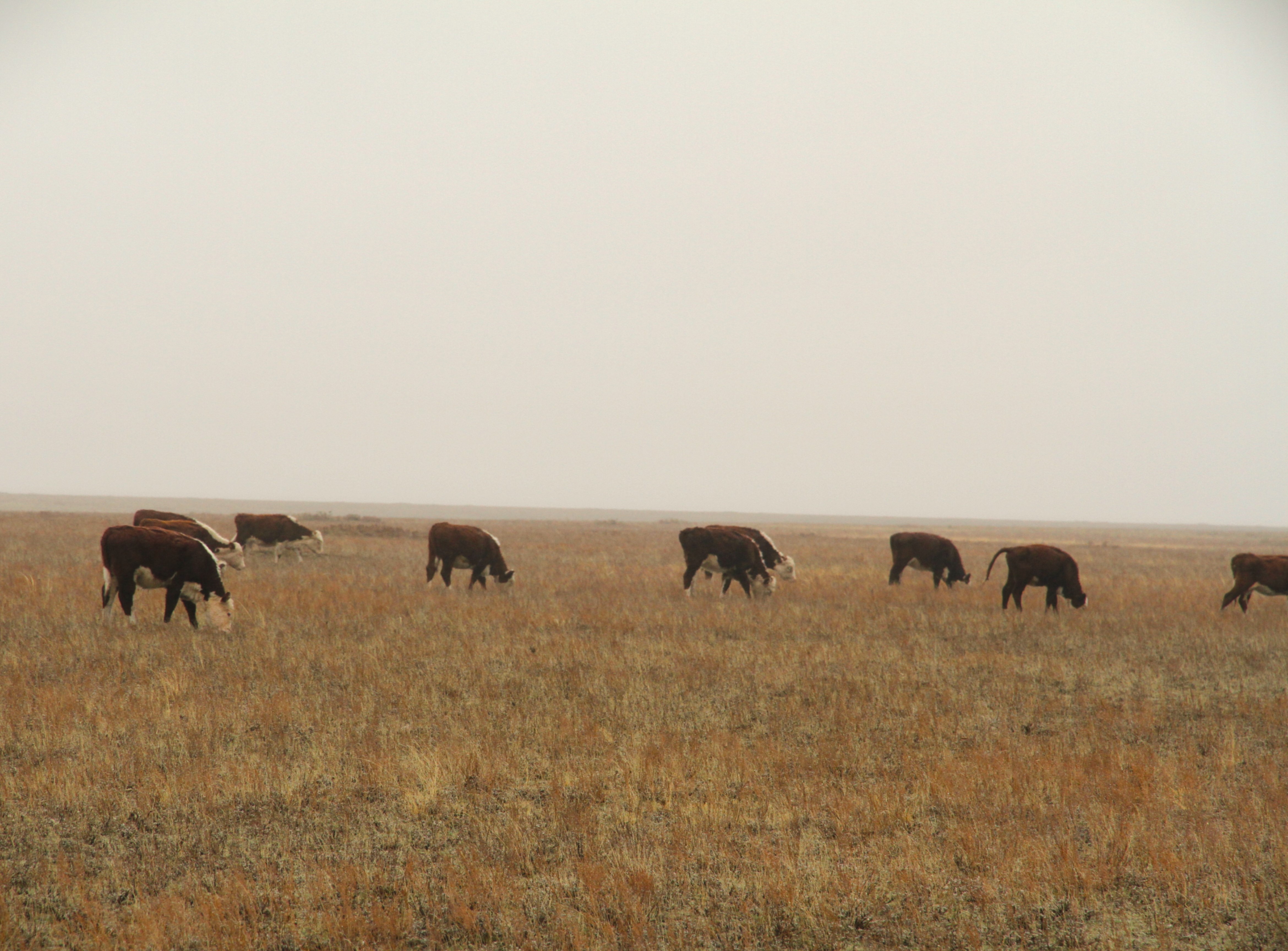 Ограничение на вывоз скота ввели в Казахстане