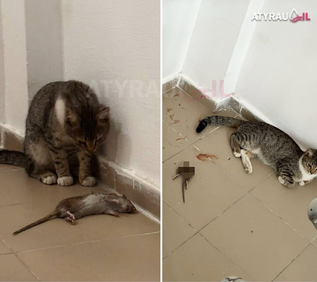 В тысячи домах Атырау проведут санитарную обработку от крыс