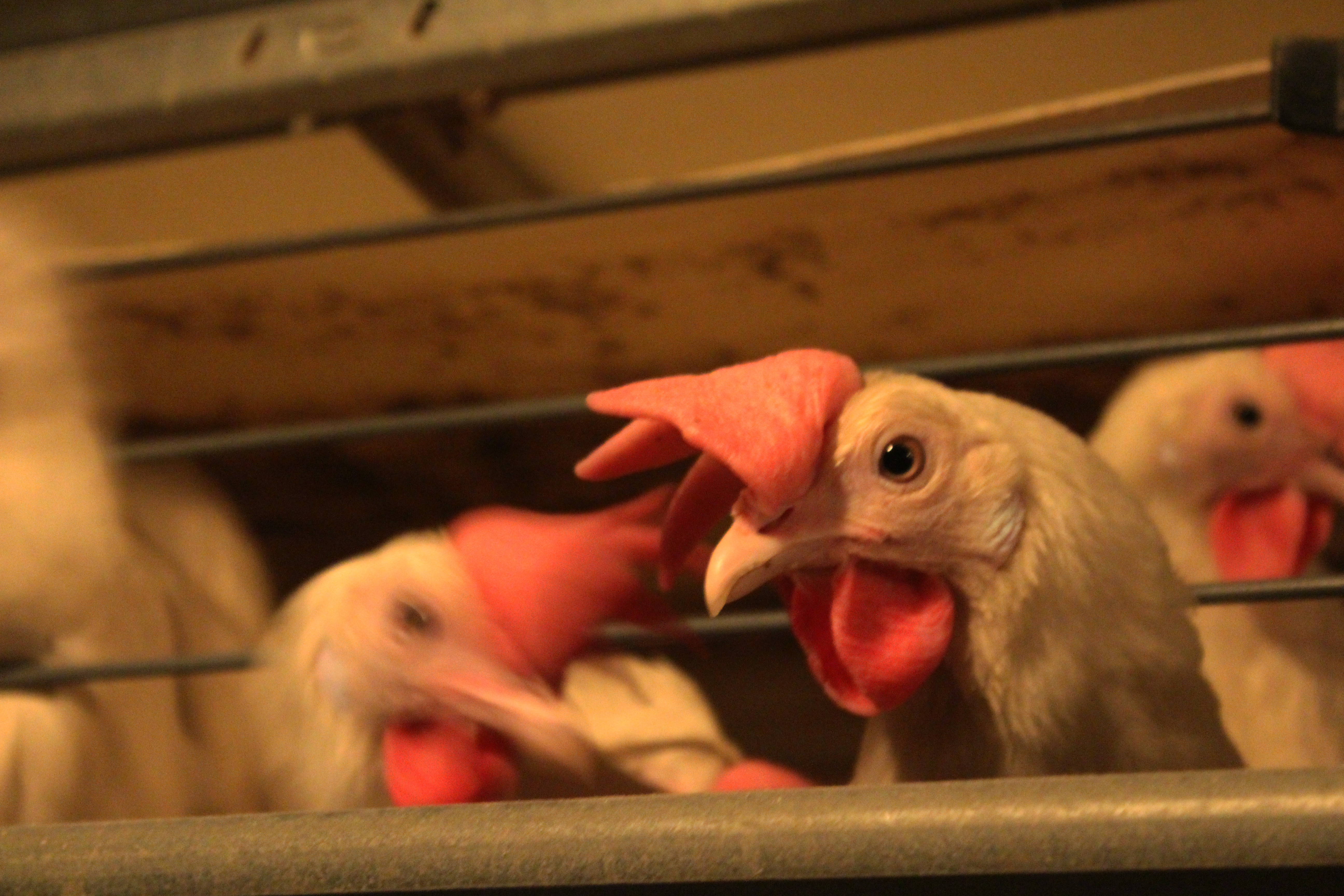 Говядина уже не по карману: что будет с ценами на куриное мясо