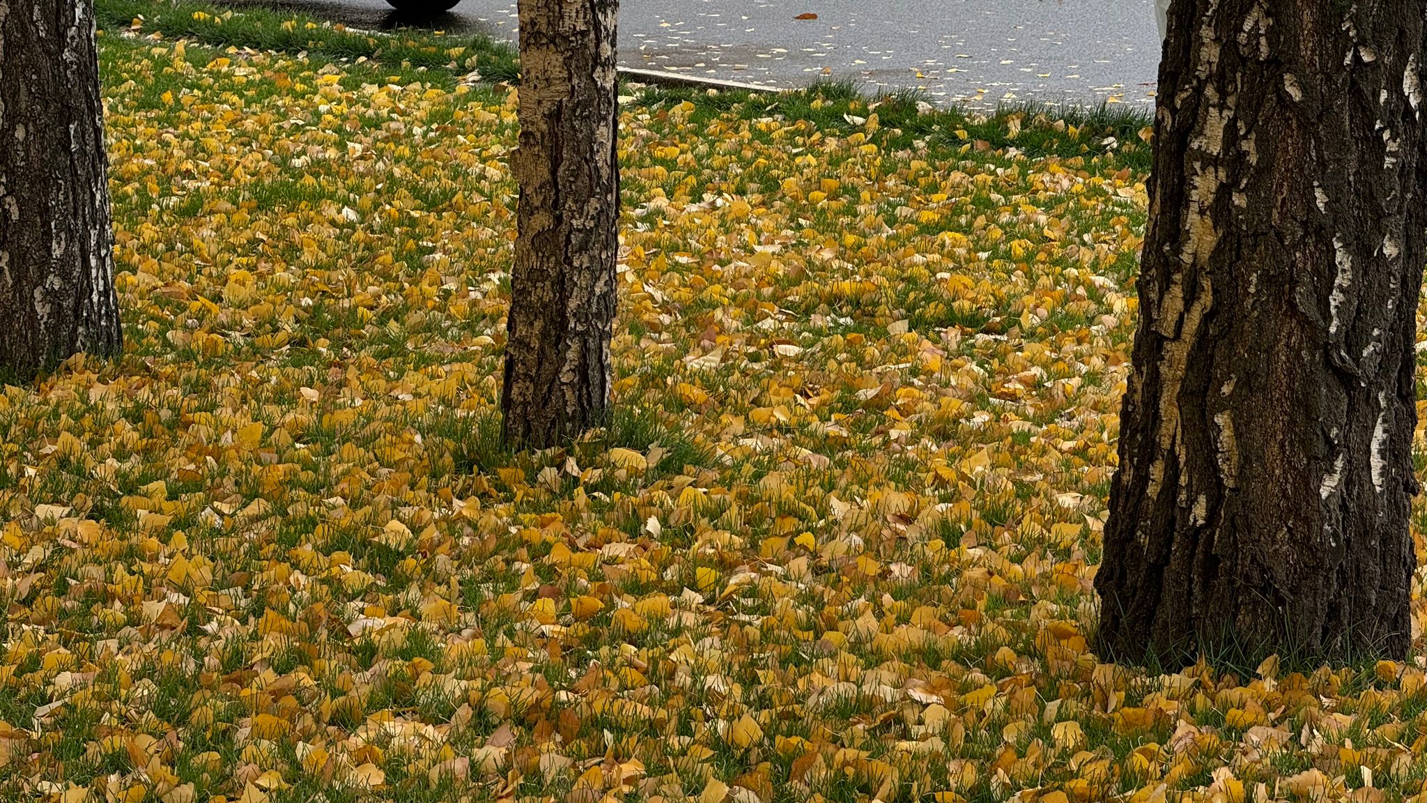 В Уральске похолодание: в пятницу температура опустится до −4 °C