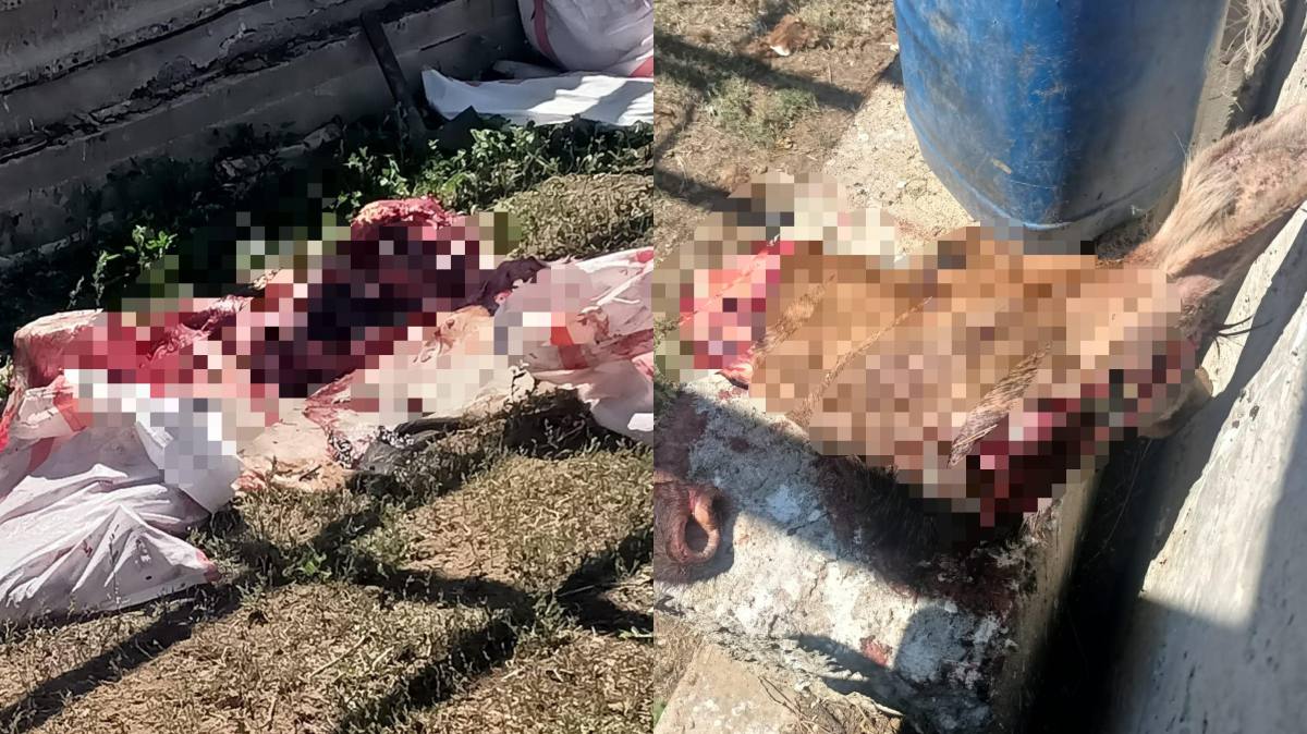 Ақтөбе облысында заңсыз бұлан атқан адам ұсталды