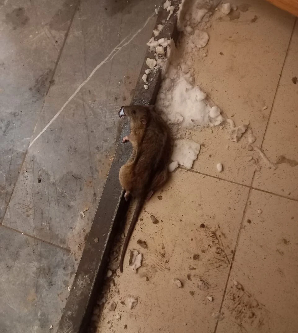 На нашествие мышей и крыс пожаловались жители микрорайона Уральска