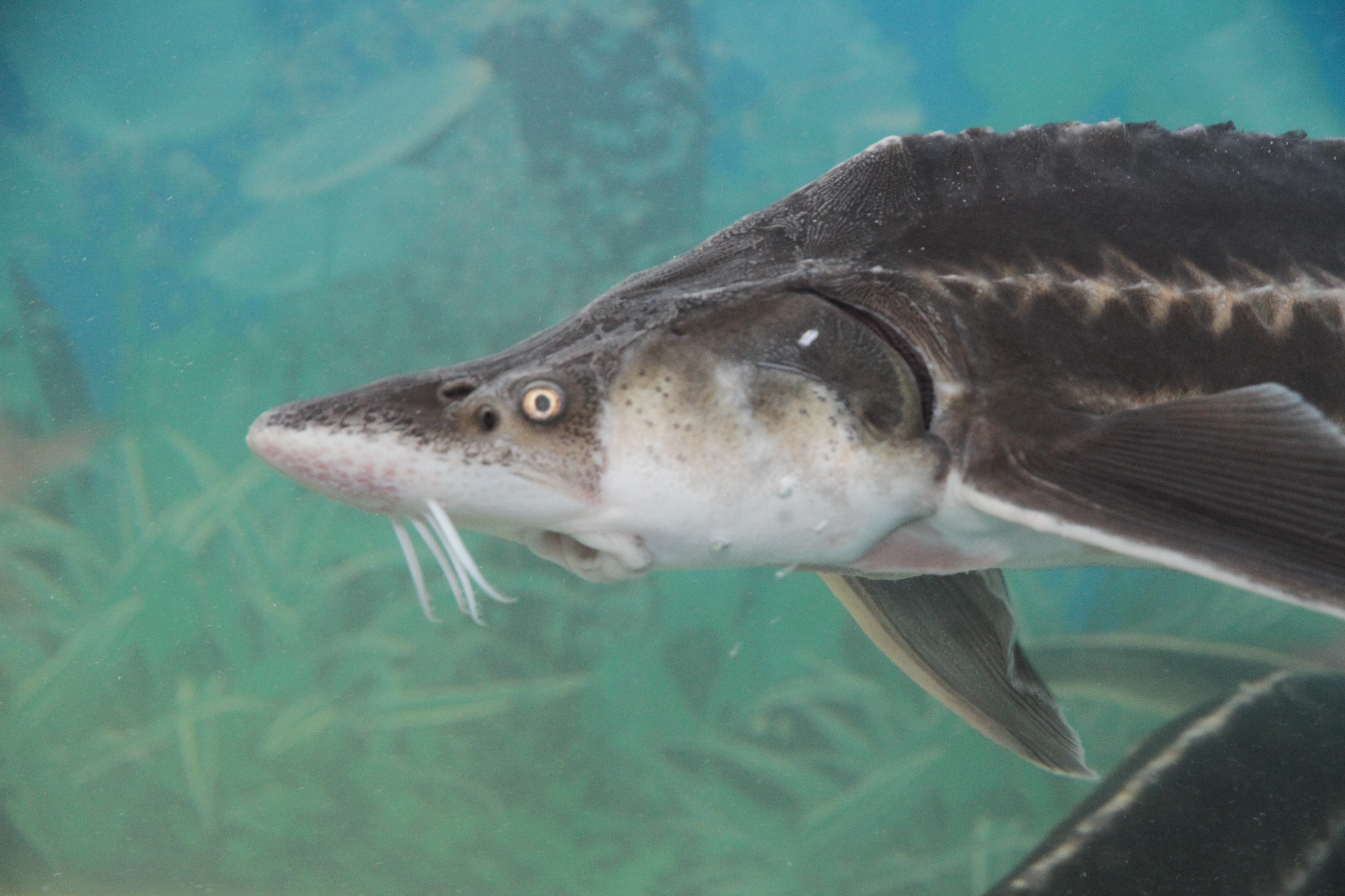 Три года лишения свободы получила жительница Атырау за 146 граммов икры