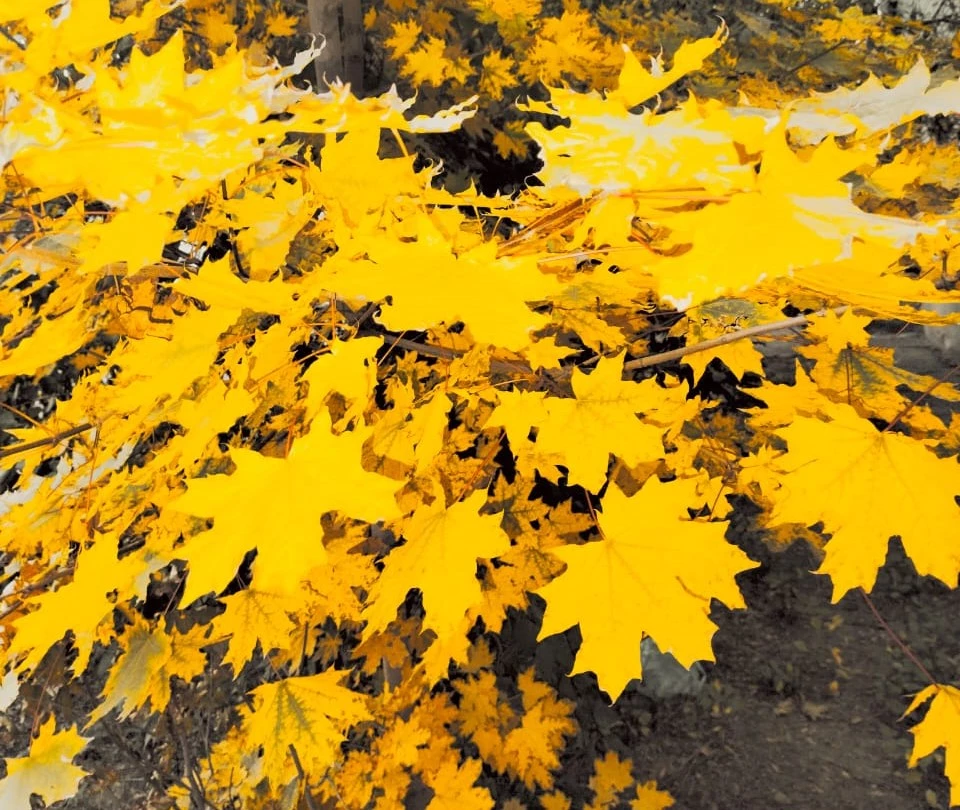 Погода без осадков ожидается в ЗКО 21 октября