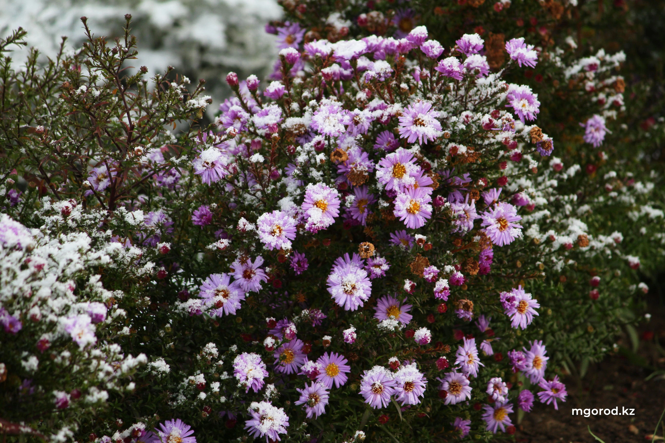 Заморозки ожидаются на западе Казахстана 24 сентября