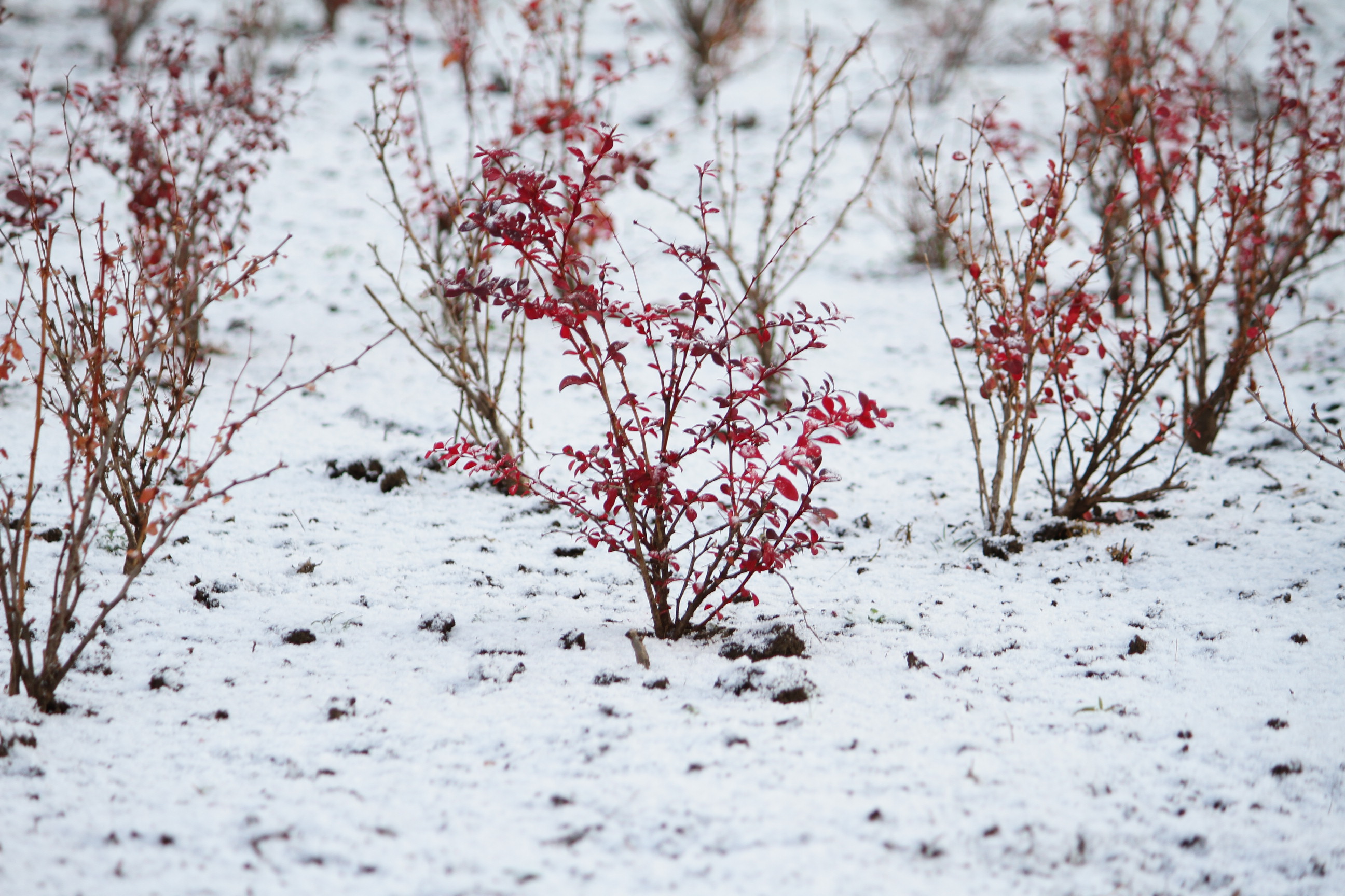 Заморозки ожидаются в ЗКО 12 апреля