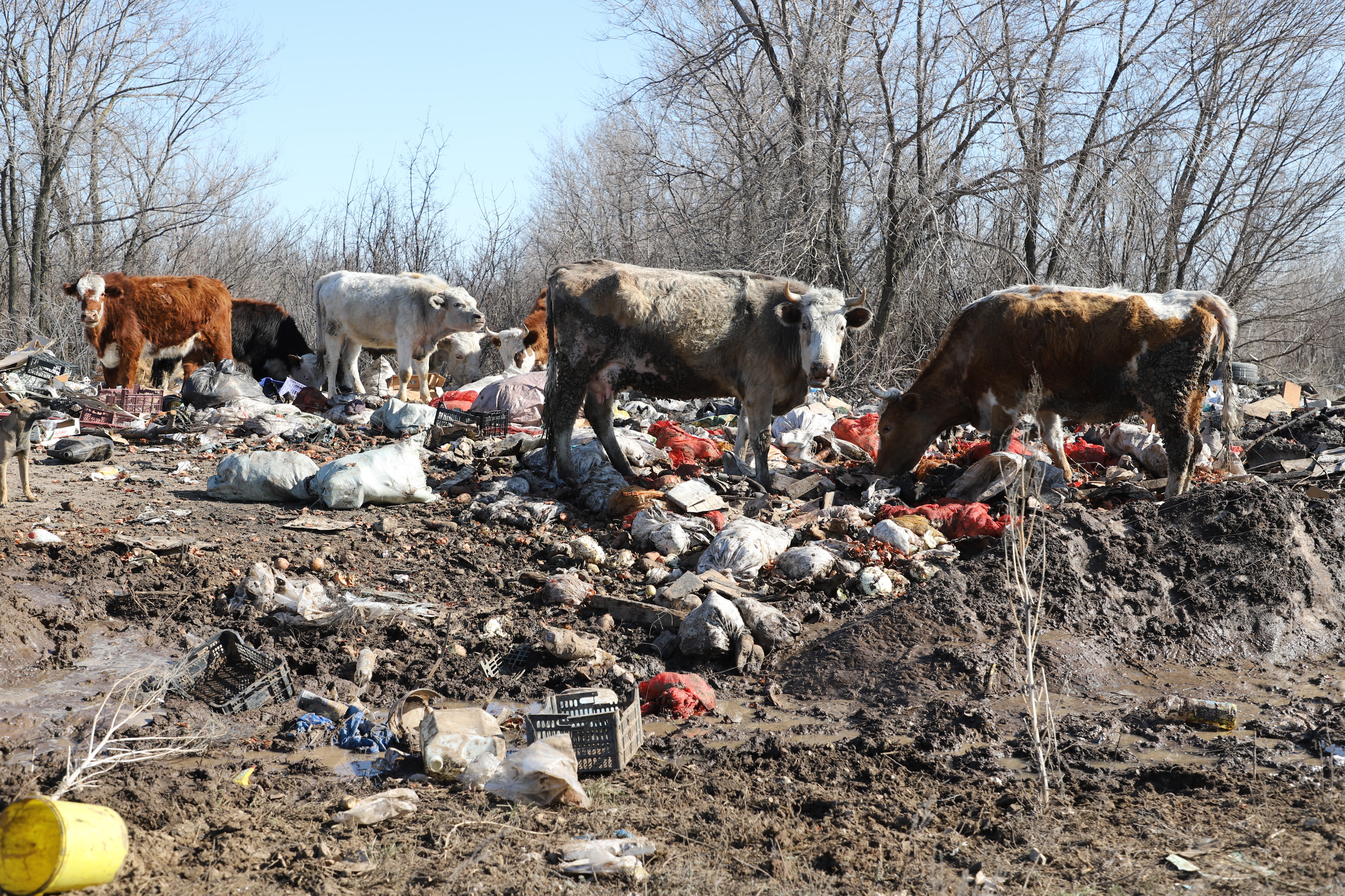 Скот пасется на свалке, собаки доедают остатки: гора мусора возмутила жителей ЗКО