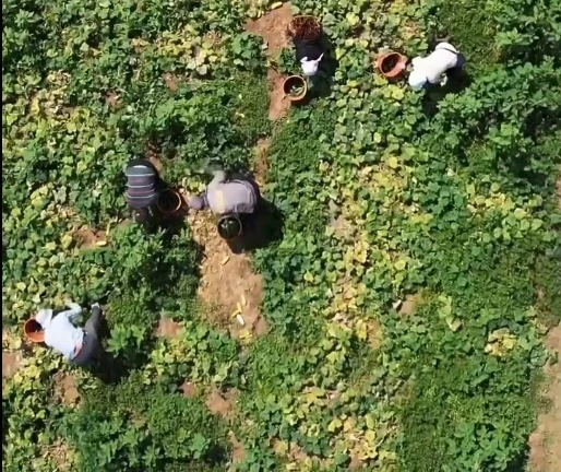 С полей ЗКО собрано более 6,5 тысячи тонн урожая