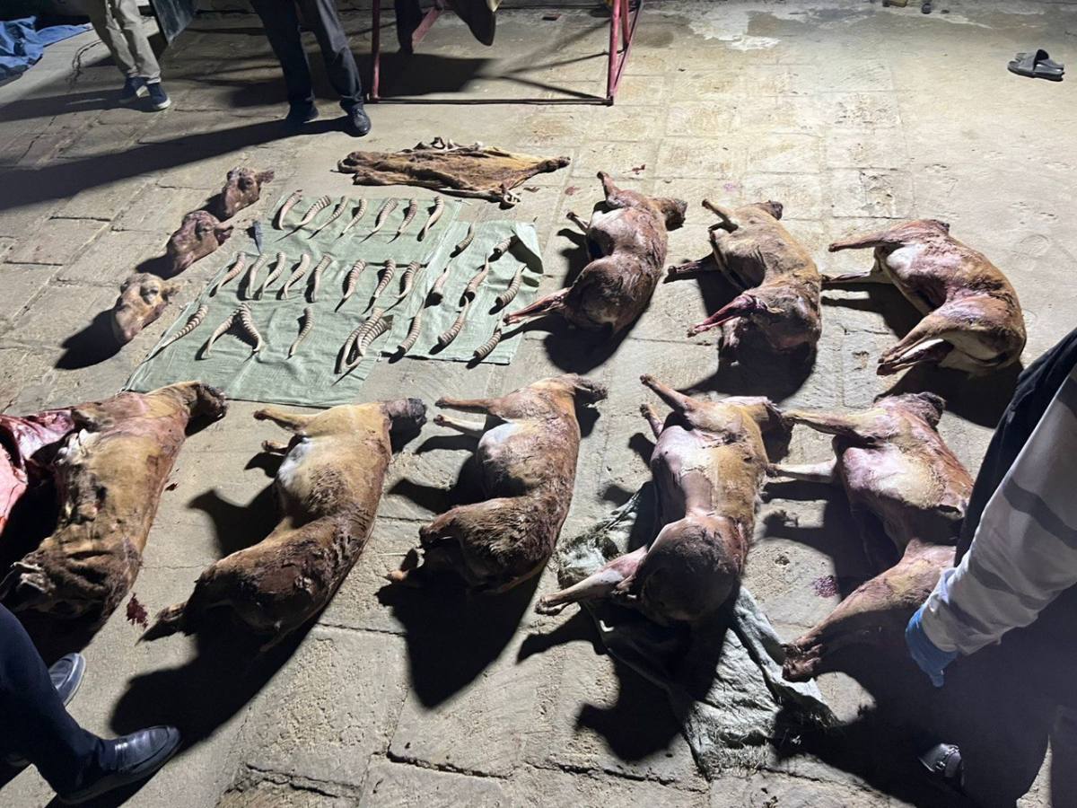 Маңғыстау облысында киік мүйізін заңсыз сақтаған тұрғын ұсталды