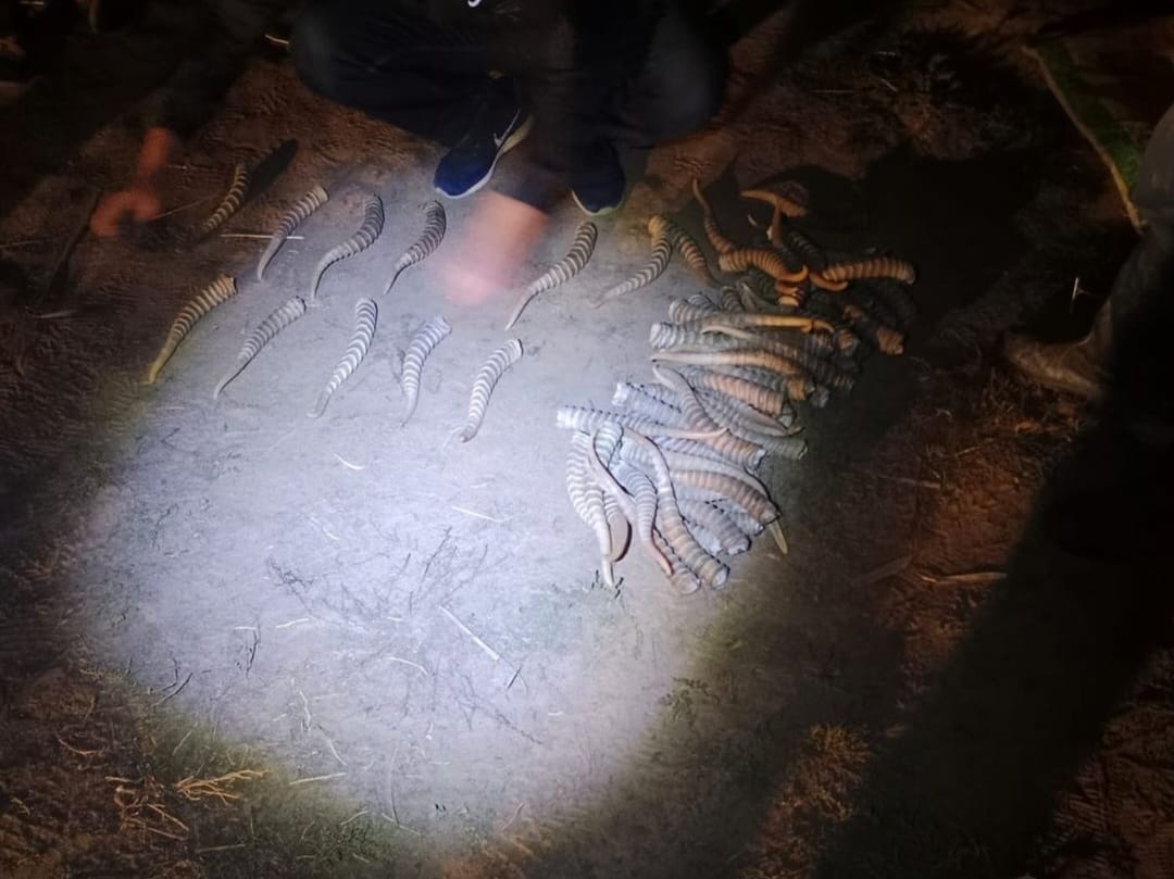 320 рогов сайги обнаружили у браконьеров в Актюбинской области